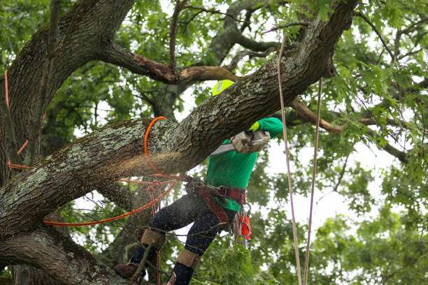 Soil Testing and Treatment in Stinnett, TX